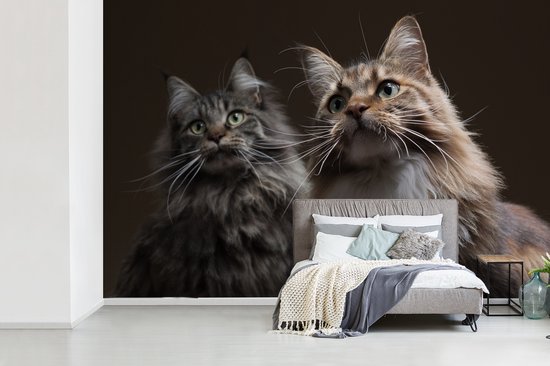 Deux adorables chats Maine Coon papier peint photo vinyle largeur 450 cm x hauteur 300 cm - Tirage photo sur papier peint (disponible en 7 tailles)
