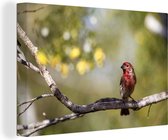 Pinson à tête rouge sur une branche Toile 120x80 cm - Tirage photo sur toile (Décoration murale salon / chambre)