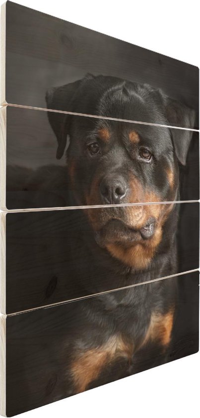 Rottweiler op hout - 30x40 - Portret van Rottweiler hond in de studio  Vurenhout met... | bol.com