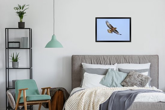 Foto in lijst - Buizerd tijdens de vlucht in Duitsland fotolijst zwart 60x40 cm - Poster in lijst (Wanddecoratie woonkamer / slaapkamer)