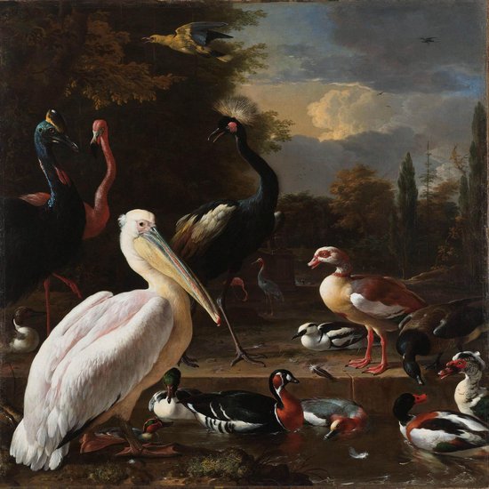 Schilderij - pelikaan en ander gevogele - Collectie dutch masters - Dibond wit - 74x74cm