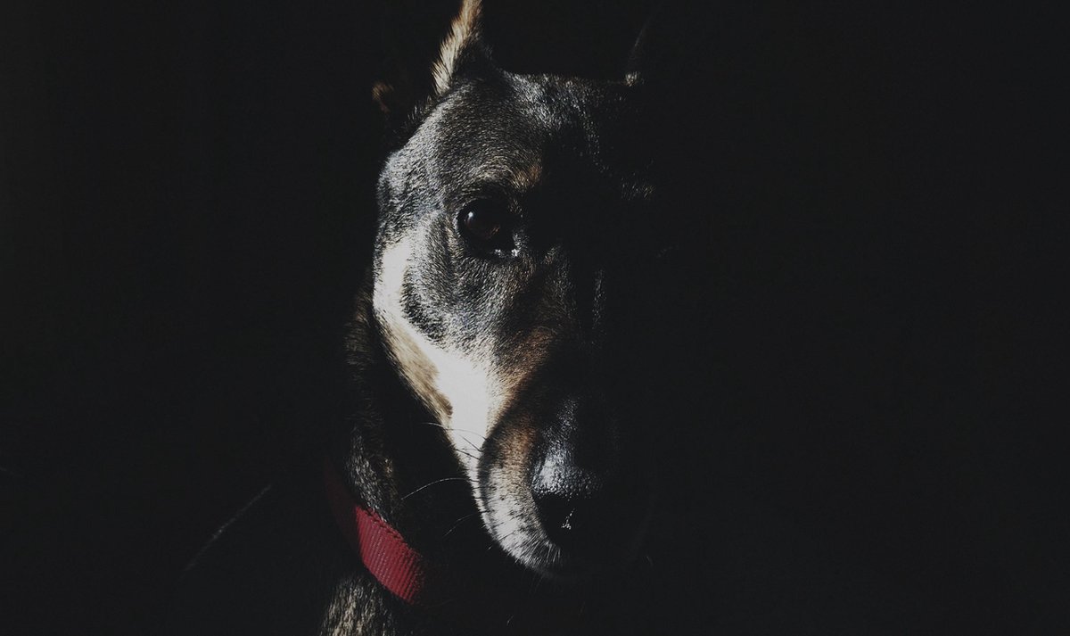Schilderij - hond - dobberman - Collectie faces - Dibond wit - 118x70cm