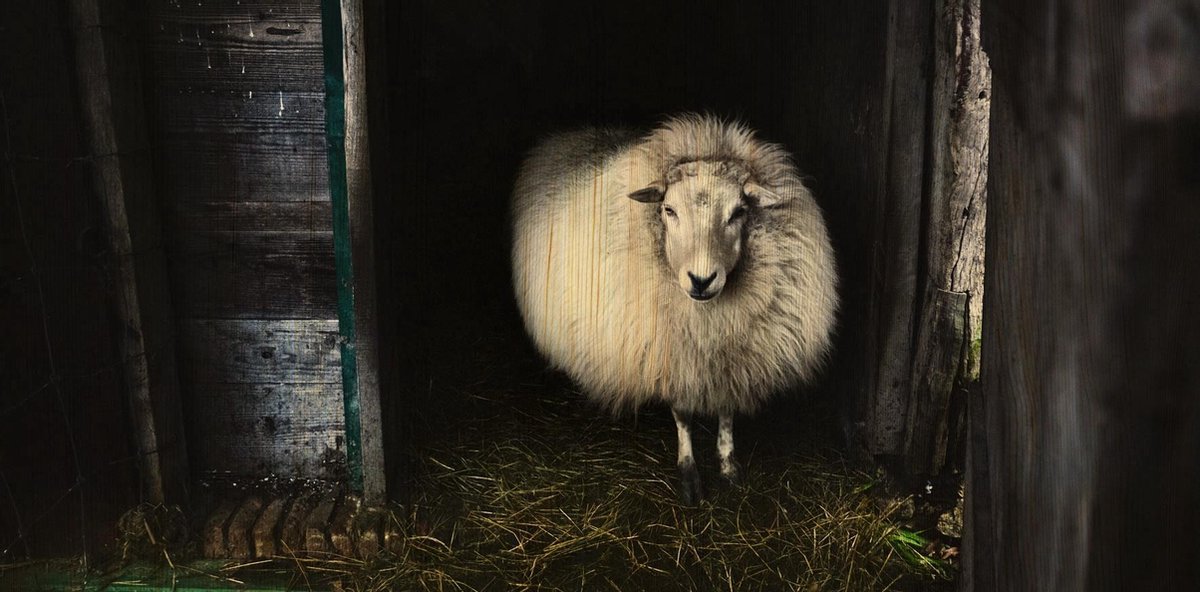 Schilderij berkenhout Schaap 98x48cm