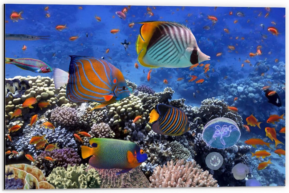 Dibond - Tropische Vissen in Aquarium - 60x40cm Foto op Aluminium (Wanddecoratie van metaal)