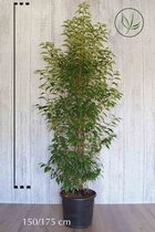 10 stuks | Portugese Laurier Pot 150-175 cm Extra kwaliteit - Wintergroen - Bloeiende plant - Compacte groei - Insectenlokkend - Populair bij vogels - Vruchtdragend