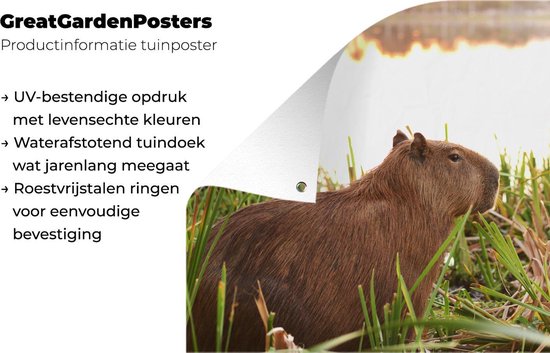 Décoration murale Un Capybara entre les grands roseaux - 180x120 cm - Poster jardin - Toile jardin - Poster extérieur