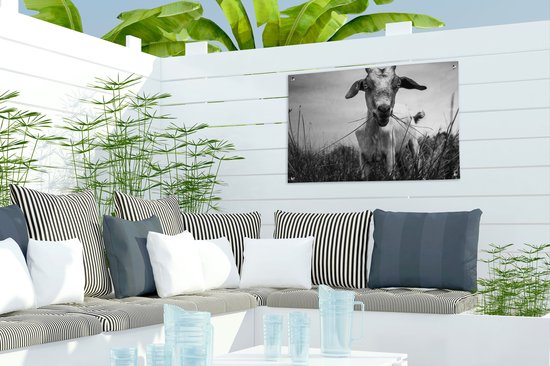 Chèvre mangeant dans le vent affiche de jardin toile en vrac 60x40 cm - petit - toile de jardin / toile d'extérieur / Peintures pour l'extérieur (décoration de jardin)