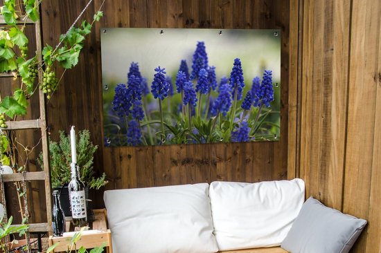 Petite affiche de jardin jacinthes de raisin 120x80 cm - Toile de jardin / Toile d'extérieur / Peintures d'extérieur (décoration de jardin)