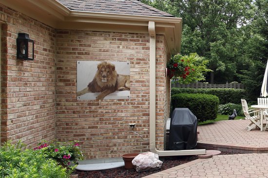 Affiche de jardin Lion relaxant sur fond blanc Toile en vrac 80x60 cm - Toile de jardin / Toile d'extérieur / Peintures pour l'extérieur (décoration de jardin)