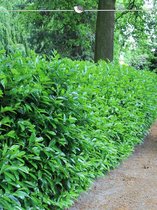 Laurier Prunus Novita 60-80 cm, 3x Haagplant