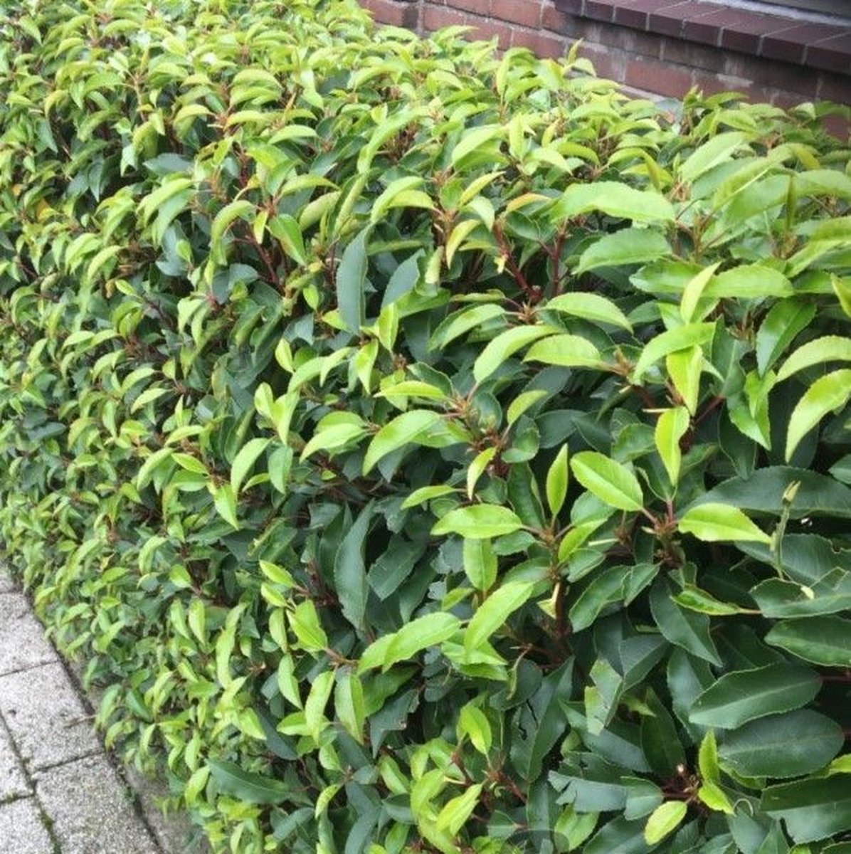 12 x Portugese Laurier - Laurhaag Wintergroen - Prunus lusitanica 'Angustifolia' in C2(liter) pot met hoogte 30-40cm