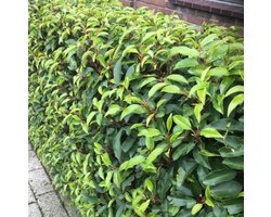 12 x Portugese Laurier - Laurhaag Wintergroen - Prunus lusitanica 'Angustifolia' in C2(liter) pot met hoogte 30-40cm