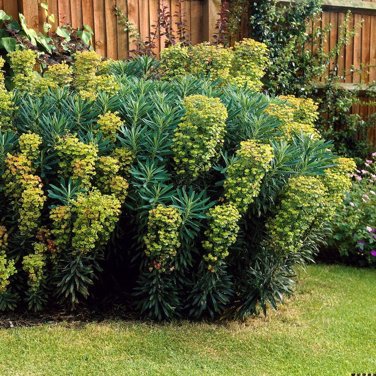 12 x Euphorbia characias wulfenii - Wolfsmelk in 9x9cm pot met hoogte 5-10cm