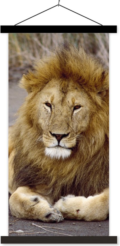 Porte-affiche avec affiche - Affiche scolaire - Lion - Afrique - Animal - 40x80 cm - Lattes noires