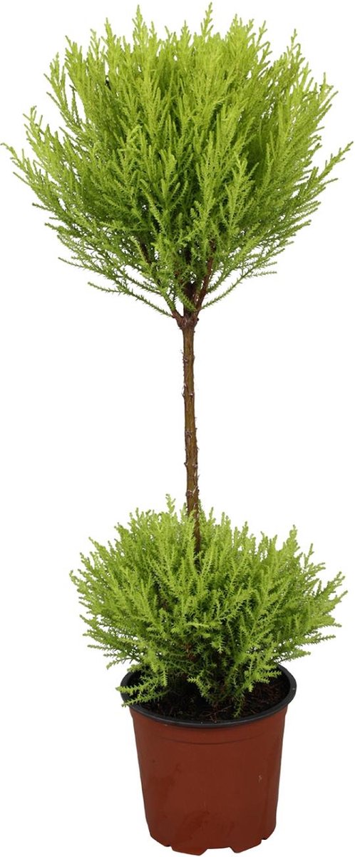 Plantenboetiek.nl | Cupressus Goldcrest Wilma - Ø14cm - 50-60cm hoog - Kamerplant - Groenblijvend