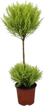 Plantenboetiek.nl | Cupressus Goldcrest Wilma - Kamerplant - Hoogte 60cm - Potmaat 14cm