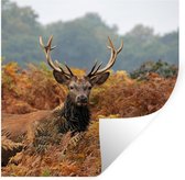 Sticker Muursticker Cerf - Cerf en zone automnale - 100x100 cm - Film adhésif autocollant - Sticker mural repositionnable XXL /