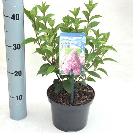 Hydrangea paniculata 'Vanille-Fraise' op stam - Hortensia | Het Groene Paradijs