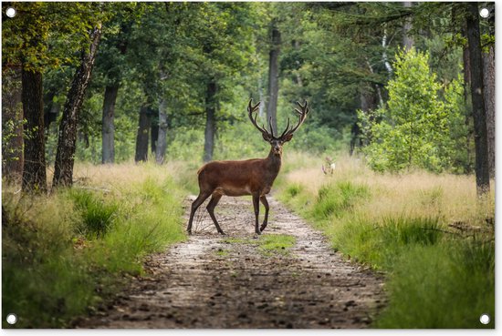 Tuinposters buiten Bos - Hert - Bomen - 90x60 cm - Tuindoek - Buitenposter