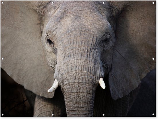 Muurdecoratie buiten Close-up van een olifant - 160x120 cm - Tuindoek - Buitenposter