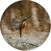 Water Bird - Multicolour