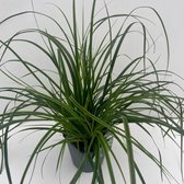 1 stuk(s) | Carex oshimensis 'Everlime' C2 cm