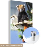 MuchoWow® Glasschilderij 40x60 cm - Schilderij acrylglas - Rode Panda - Zon - Tak - Foto op glas - Schilderijen