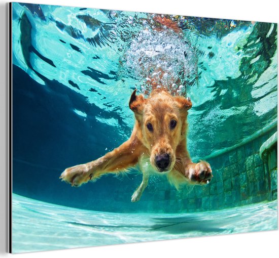 Décoration murale Métal - Peinture Aluminium Industriel - Piscine - Chien - Water - 150x100 cm - Dibond - Photo sur aluminium - Décoration murale industrielle - Pour le salon/chambre