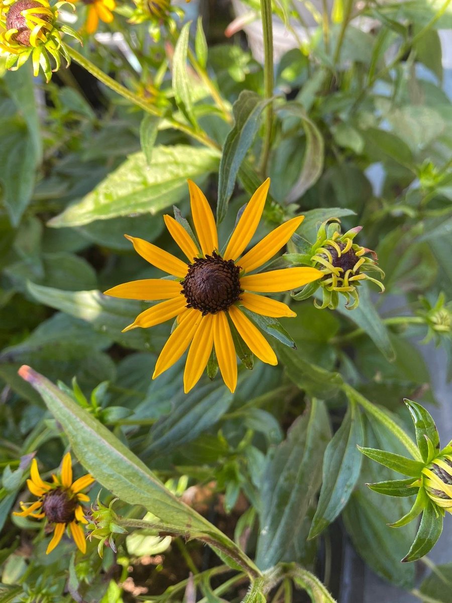 6x Rudbeckia fulgida 'Little Goldstar' - Zonnehoed- P9 Pot (9 x 9cm) - Dima Vaste Planten