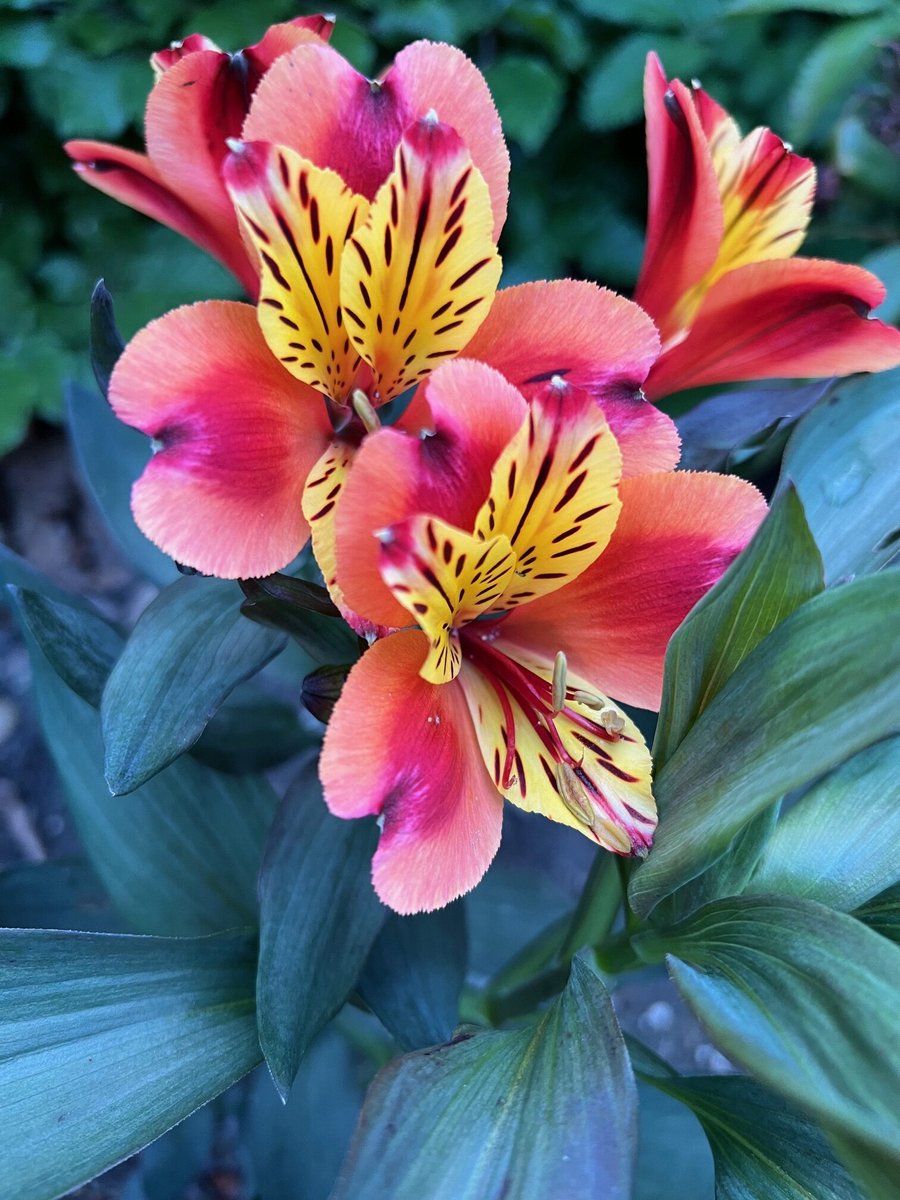 6x Alstroemeria 'Indian Summer' - Incalelie - P9 Pot (9 x 9cm) - Dima Vaste Planten