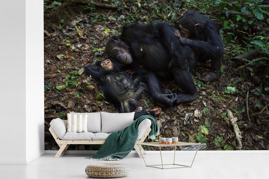Papier peint photo peint photo vinyle - Famille Chimpanzé endormi largeur 390 cm x hauteur 260 cm - Tirage photo sur papier peint (disponible en 7 tailles)