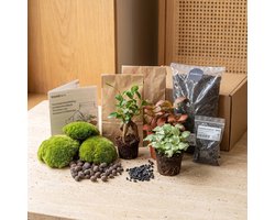 Planten terrarium pakket - Ficus ginseng bonsai - 3 terrarium planten - Startpakket - Navulling - DIY Ecosysteem Planten Set | Inclusief Planten - Substraat - Terrarium potgrond - Bolmos - Actieve kool - Handleiding en tips | urbanjngl