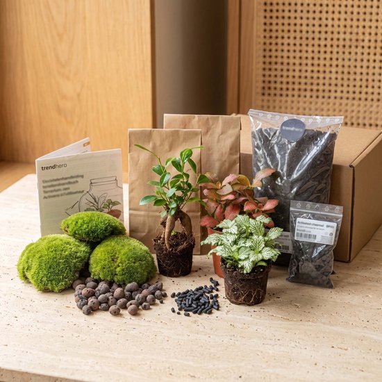 Bonsai Ficus ginseng, deux petites plantes et du moussede sol sur fond clair avec des instructions.