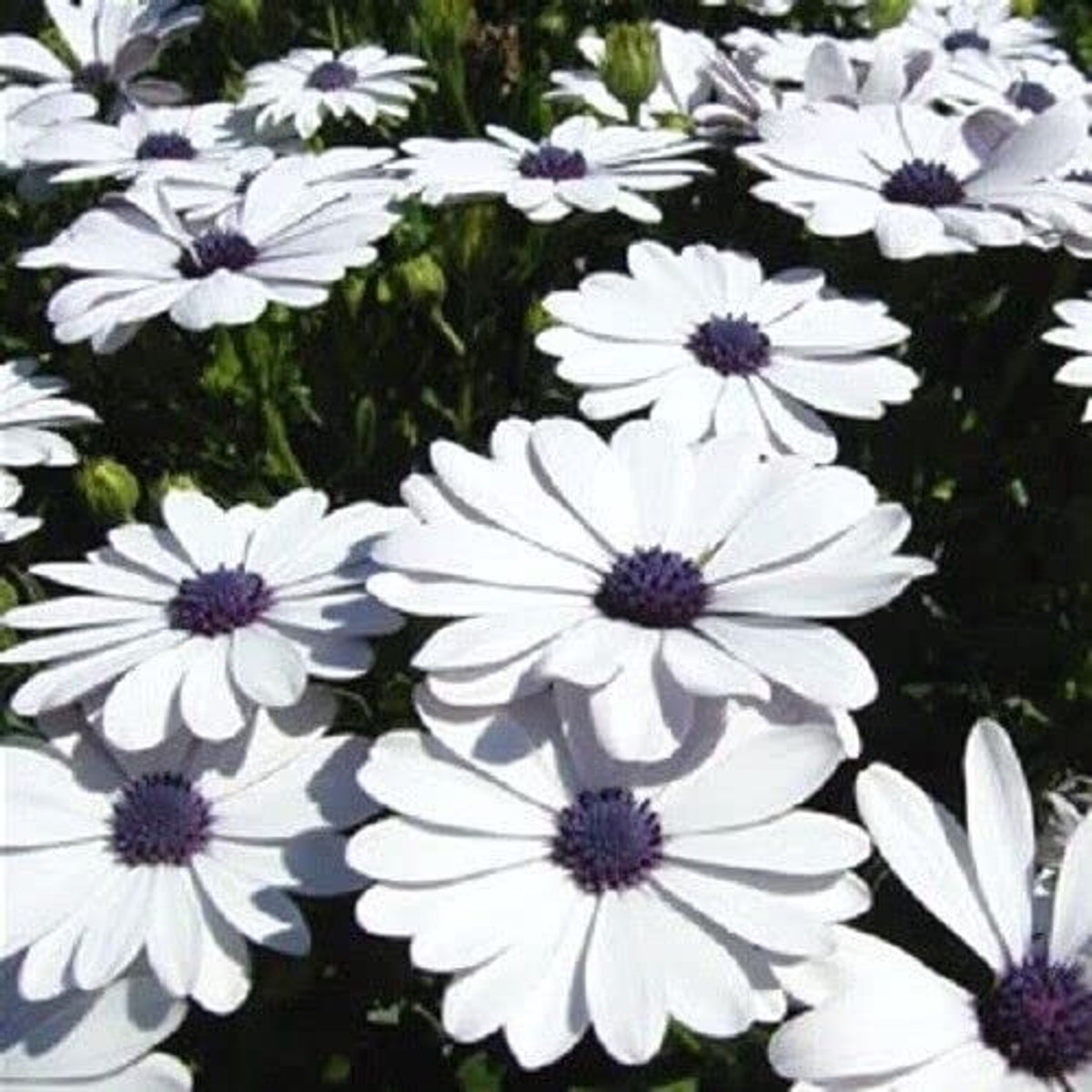 Elzusha - 50 Zaden Dimorphotheca Sinuata (Cape Daisy)