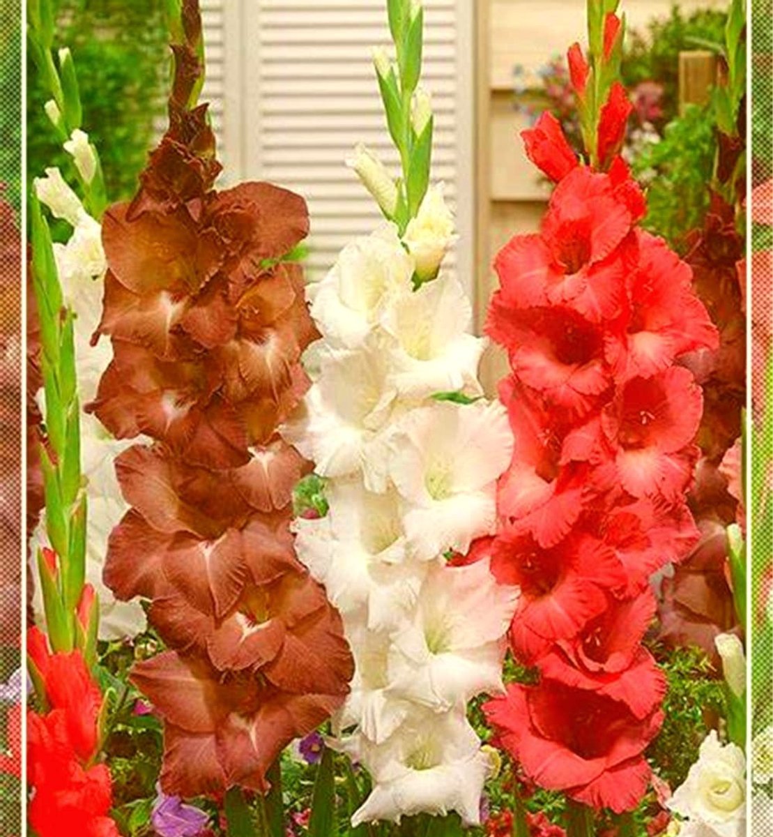 Elzusha - 10 Gladiolus Bulbi voor Buiten Decoratie
