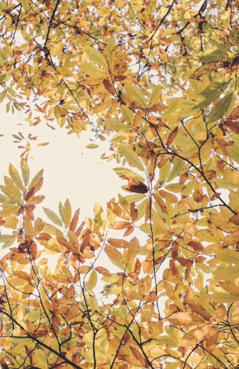Notebook, 100 Pages - 5.5 x 8.5-Inch, Line Ruled Pages: Nature theme