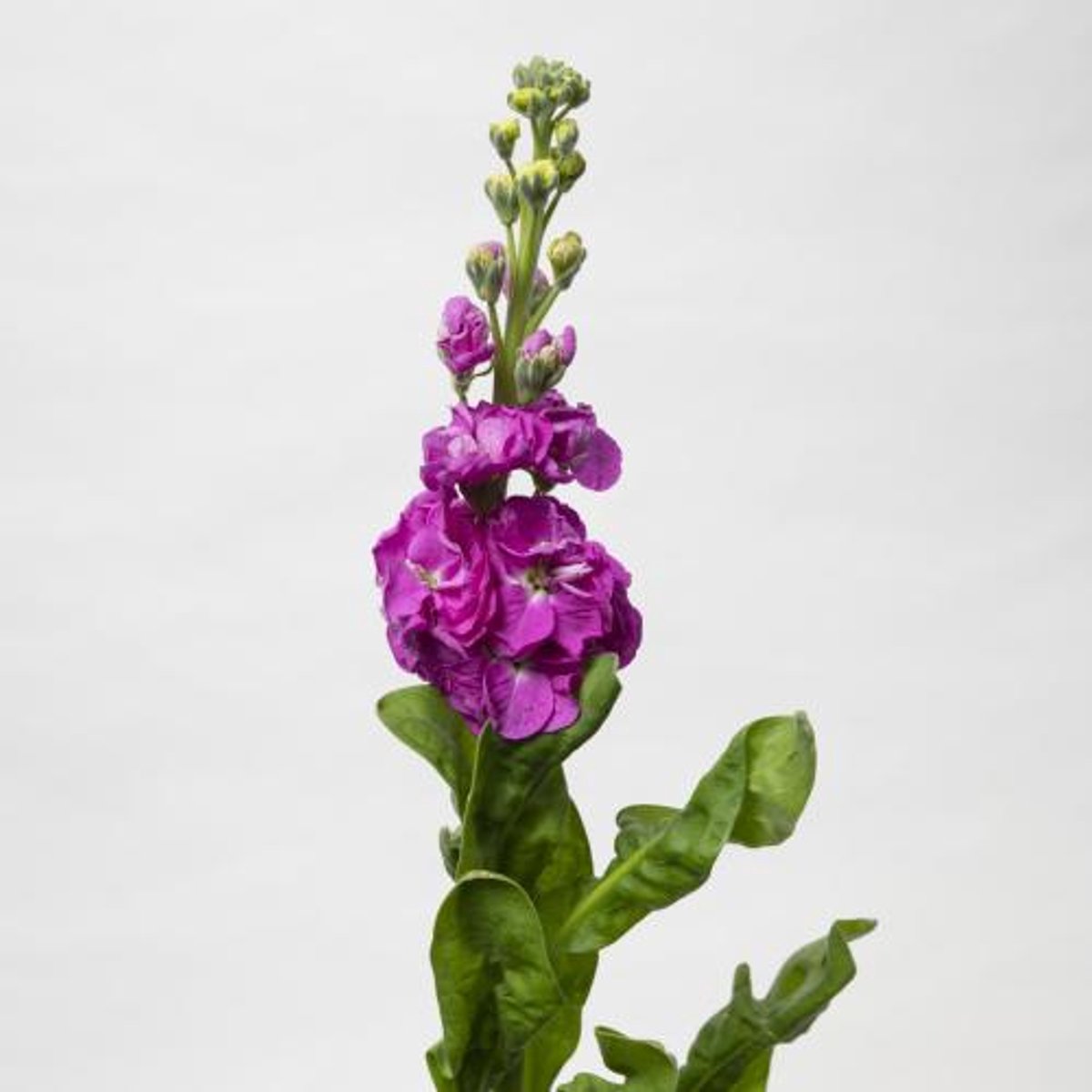 10x Matt.stox deep rose 50cm