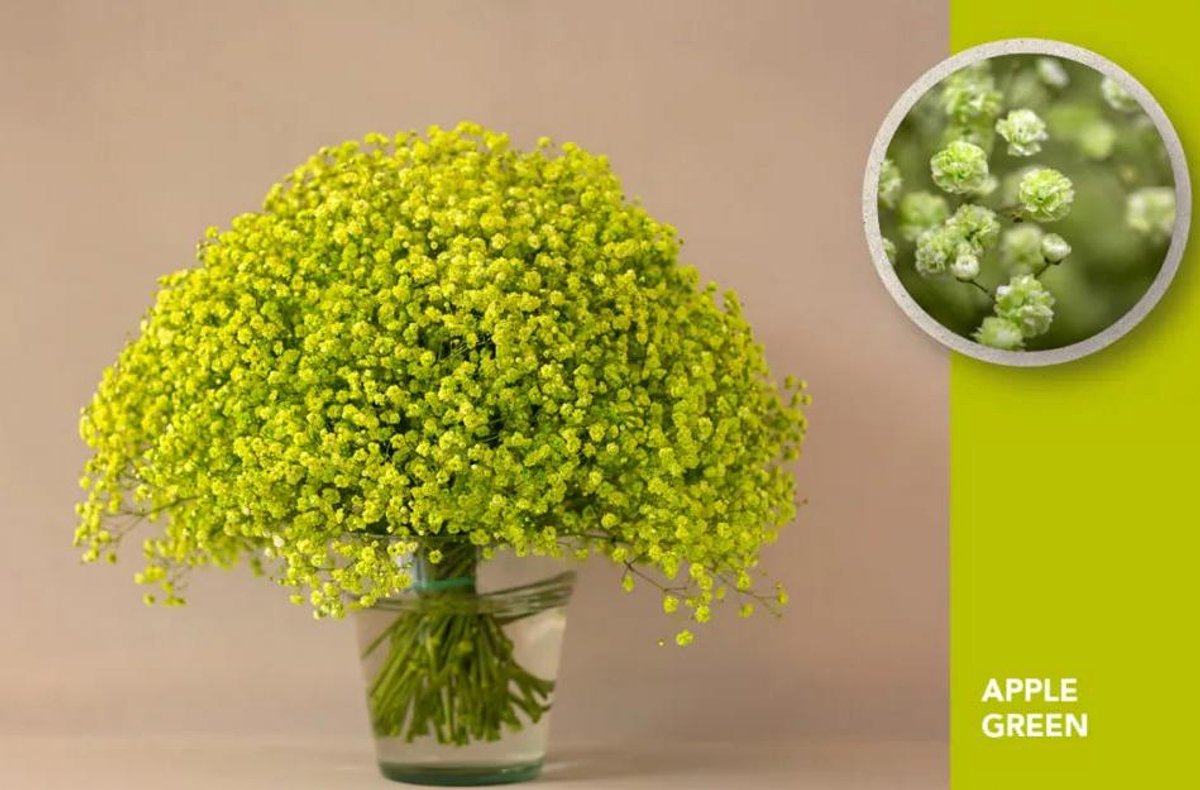 25x Gipskruid xlence green apple 70cm