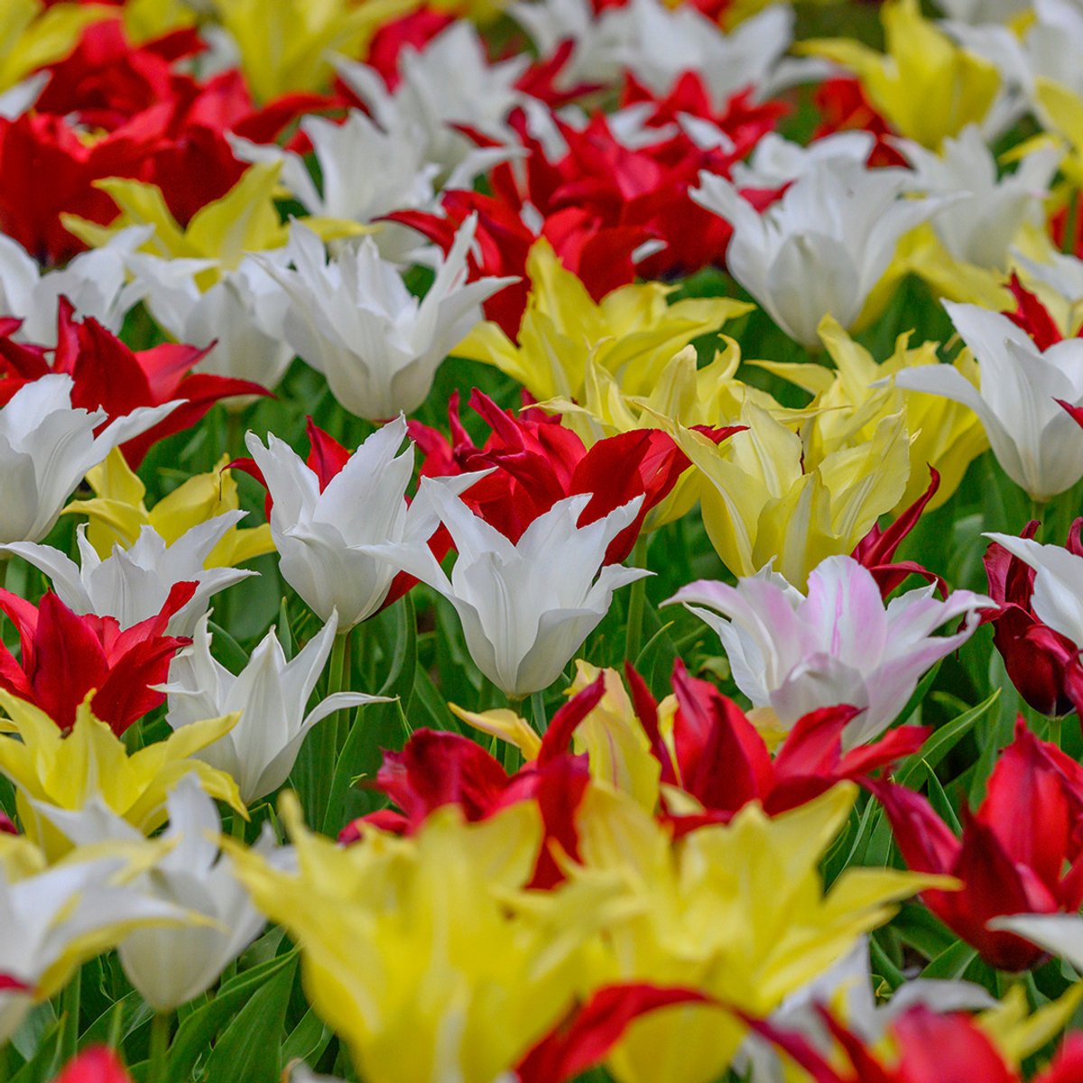 Bloembollen Mix Tulpen Très Chic Festival | 150 stuks | Leliebloemig | Geel |
