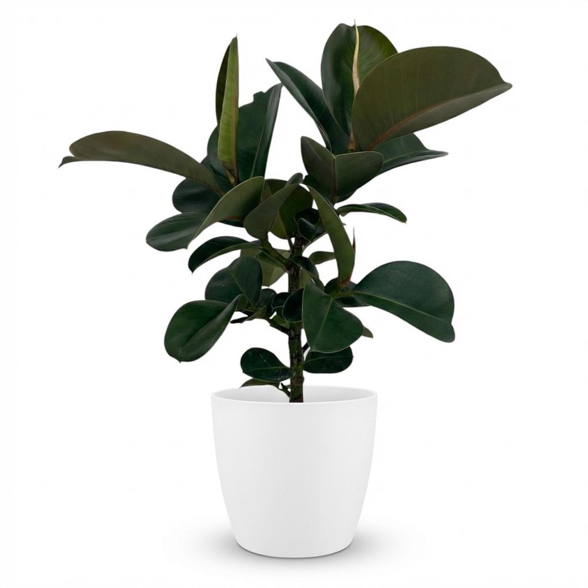 Plantenboetiek.nl | Rubberplant - Ficus Elastica Cloe - Groen - Weinig onderhoud - met Potter Wit - Ø19cm - 55-65cm hoog - Kamerplant - Groenblijvend