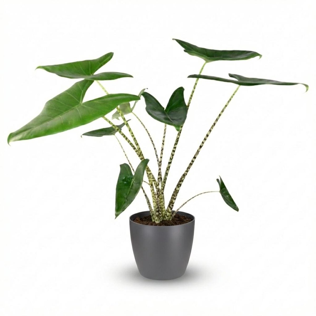 Plantenboetiek.nl | Olifantsoor - Alocasia Zebrina - Groen - Weinig onderhoud - met Potter Grijs - Ø21cm - 70 - 75cm hoog - Kamerplant - Groenblijvend