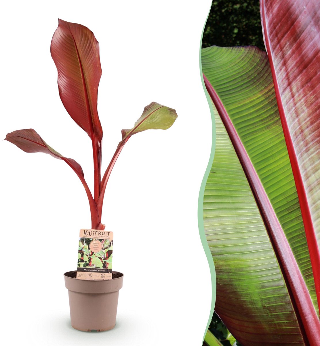 Plantenboetiek.nl | Musa ensete Maurelli - Bananenboom - Winterhard - Rood-Groenen - Ø21cm - 80-90cm hoog - Tuinplant