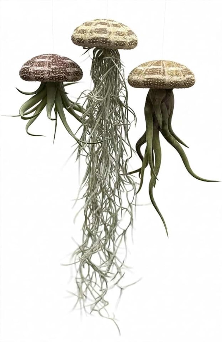 Set van 3 Kwallen Luchtplanten – Tillandsia in Alfonso Zee-egels – Handgemaakte Hangplant zonder Pot – Natuurlijke Woondecoratie – Binnenplant