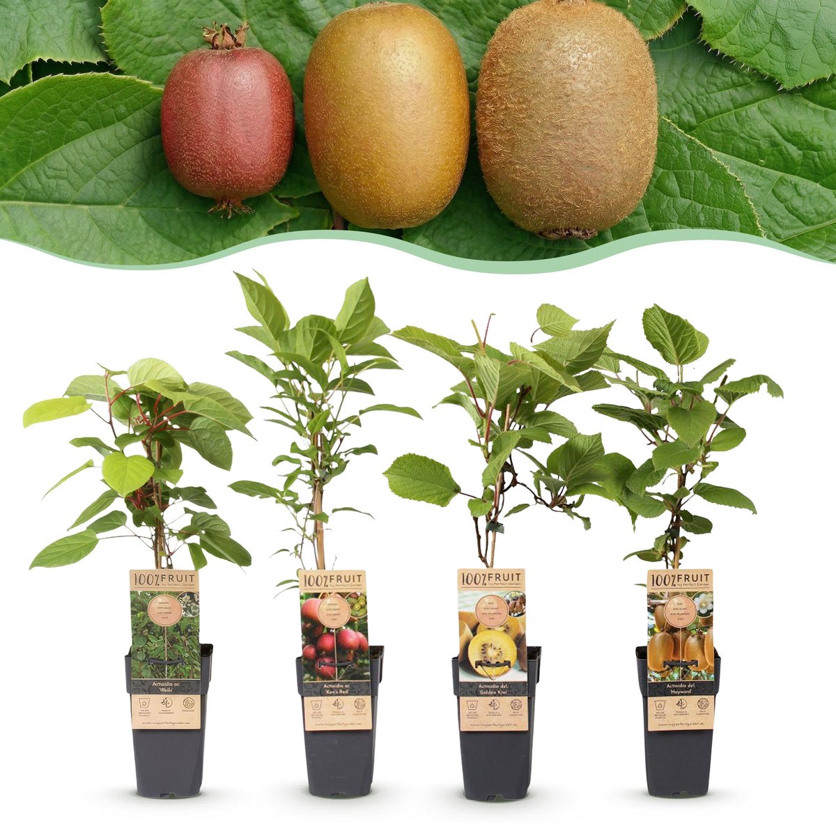 Plantenboetiek.nl | Actinidia Weiki & Hayward, Ken,s Red, Golden Kiwi - Kiwiplant - 1 Mannelijke - 3 Vrouwelijke - Planten - Groen-Rood-Geel - Ø15cm - 40-50cm hoog - Tuinplant