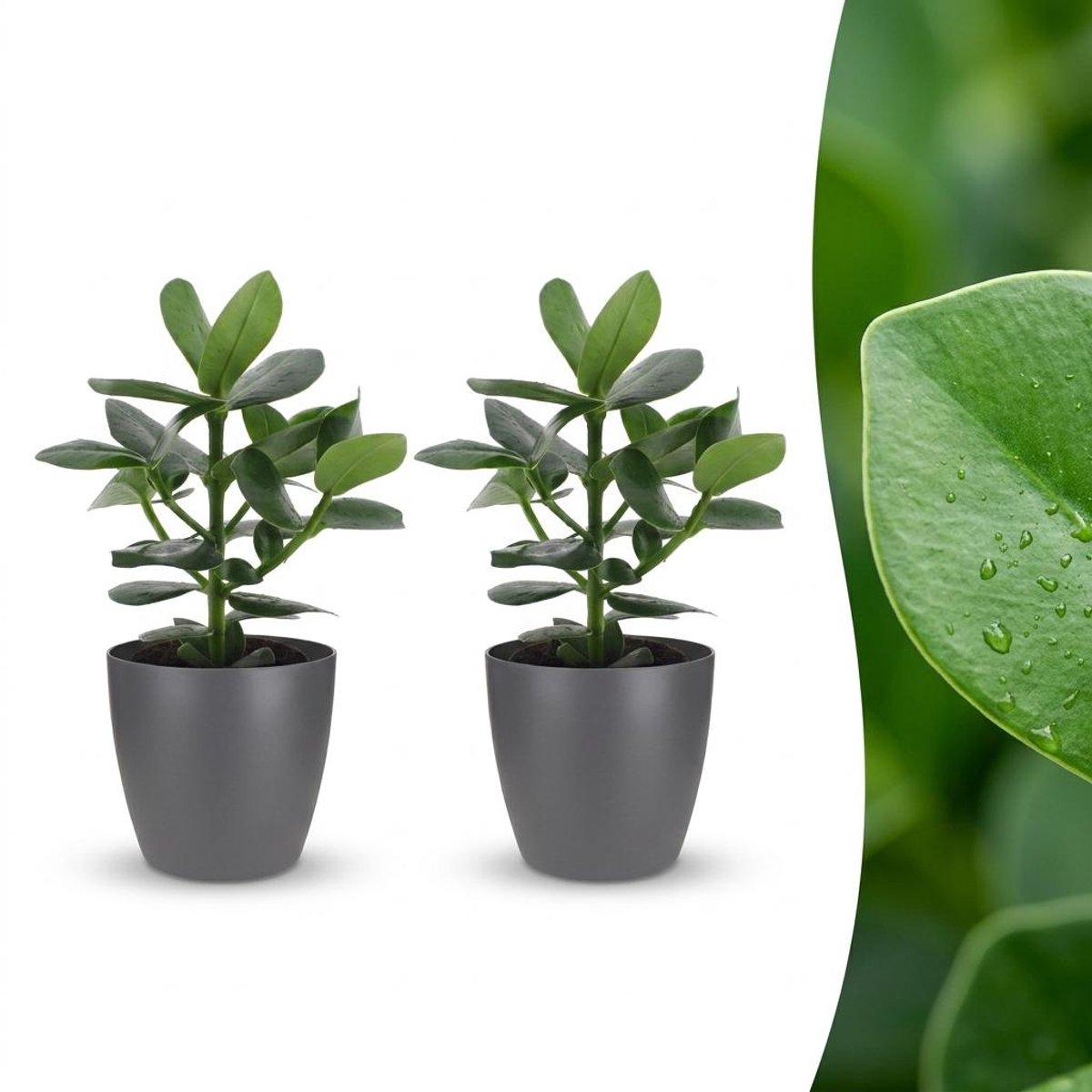 Plantenboetiek.nl | Clusia Princess - Clusia - 2 Planten - met Potter Grijs - Ø12cm - 30-40cm hoog