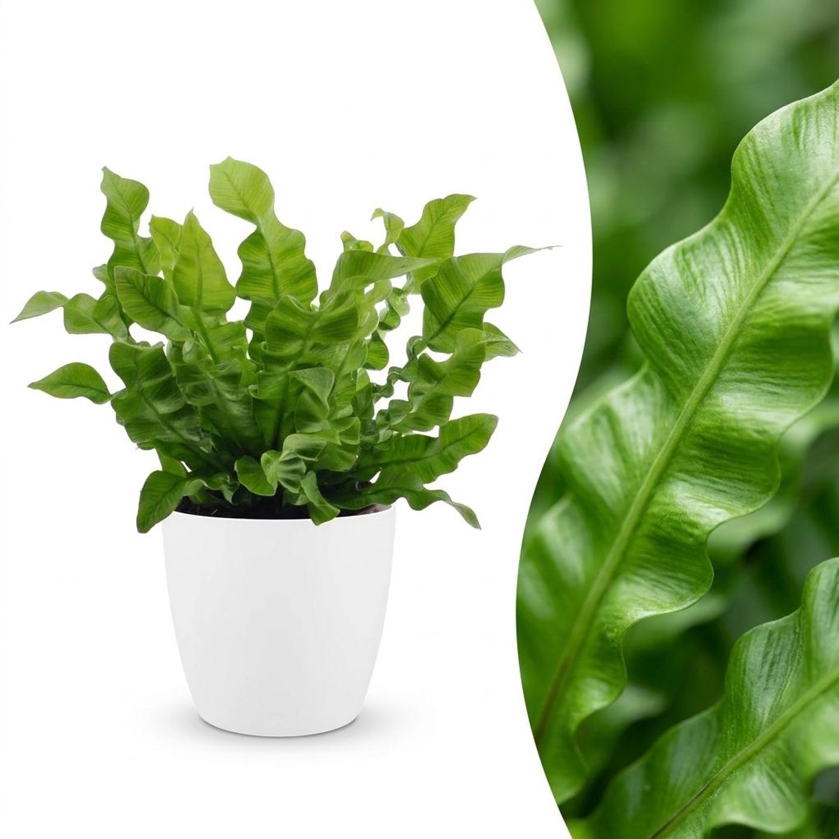 Plantenboetiek.nl | Asplenium Crispy Wave - Asplenium Crispy Wave - met Potter Wit - Ø12cm - 30cm hoog