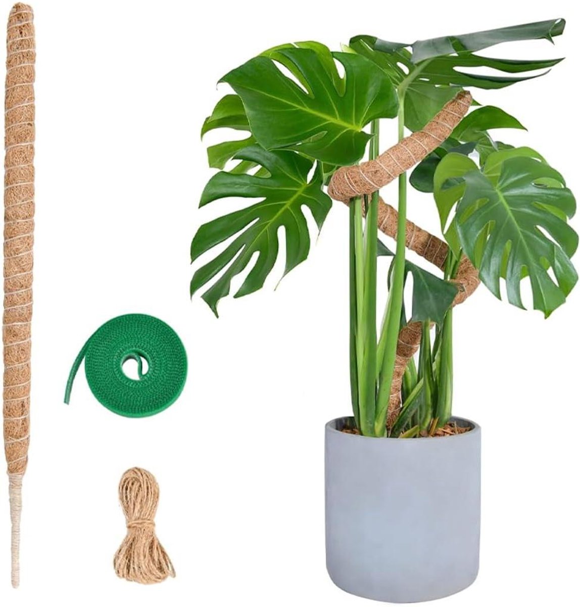 Klimplant Steun - Kokospaal Monstera - Binnen Tuinieren - Vormbaar Ontwerp - 60 cm - Natuurlijk