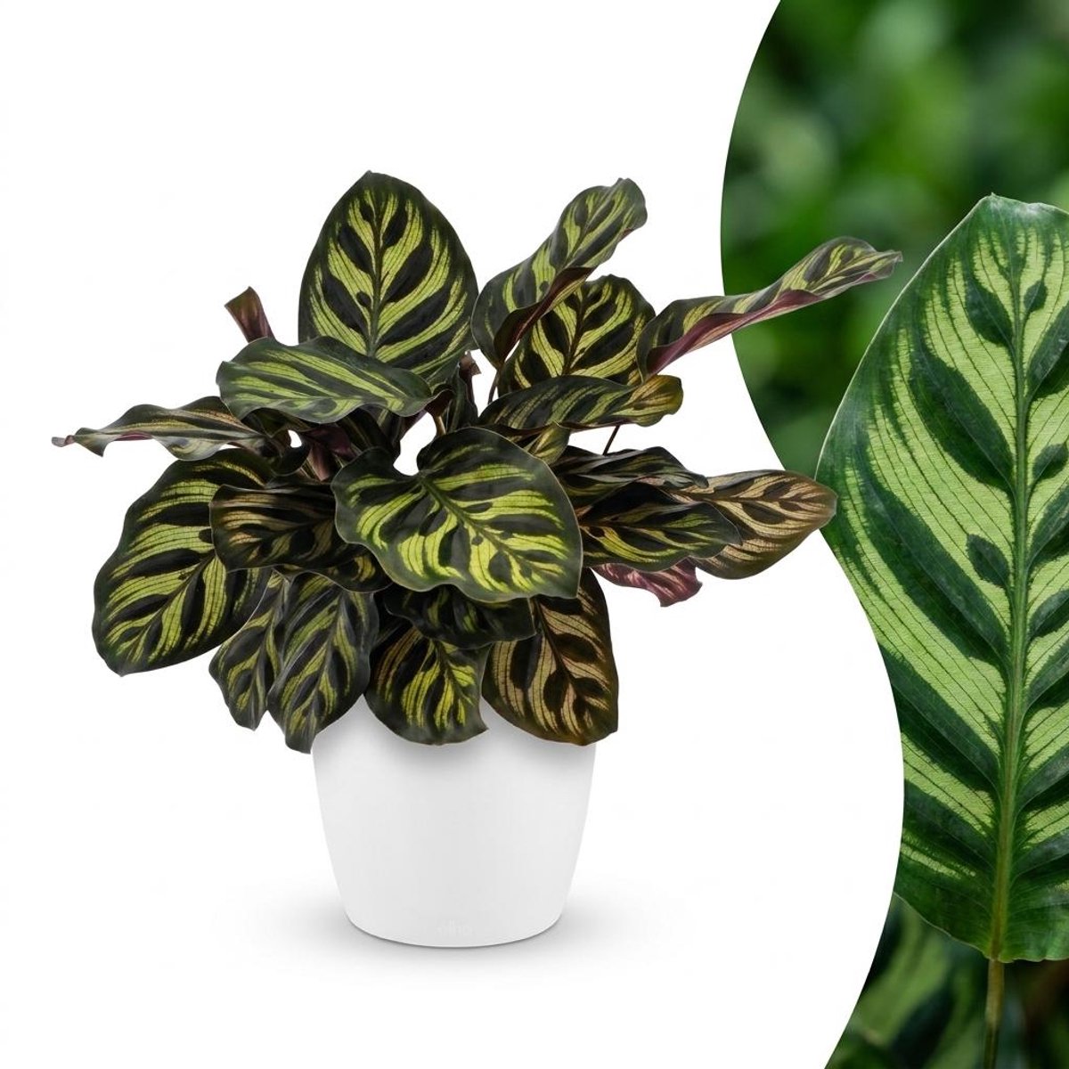 Green boutiQ - Calathea Makoyana - Pauwenplant - 1 Plant - met Potter Wit - Pot 12cm - Hoogte - 25cm