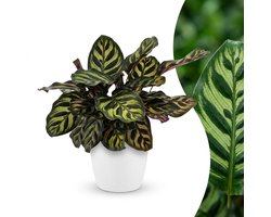 Green boutiQ - Calathea Makoyana - Pauwenplant - 1 Plant - met Potter Wit - Pot 12cm - Hoogte - 25cm