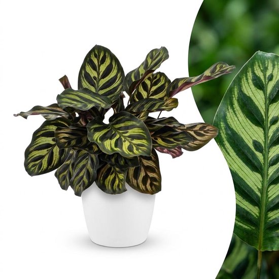Green boutiQ - Calathea Makoyana - Pauwenplant - 1 Plant - met Potter Wit - Pot 12cm - Hoogte - 25cm
